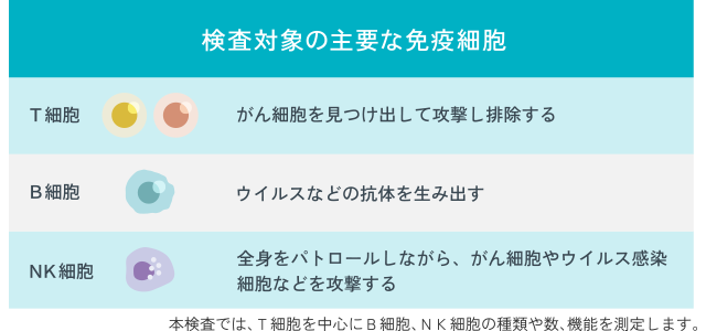 検査対象の主要な免疫細胞【T細胞】がん細胞を見つけ出して攻撃し排除する/【B細胞】ウイルスなどの抗体を生み出す/【NK細胞】全身をパトロールしながら、がん細胞やウイルス感染細胞などを攻撃する/本検査では、T細胞を中心にB細胞、NK細胞の種類や数、機能を測定します。