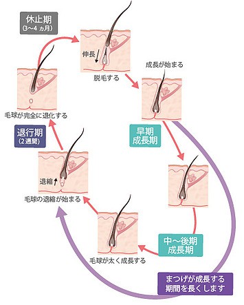 まつ毛 クリアランス ラティース 副