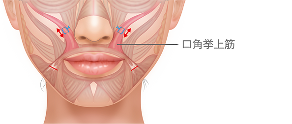口角拳上術 口もと 口元 くちびる 唇 美容整形の高須クリニック