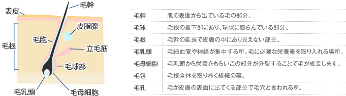 レーザー脱毛の基礎知識 美容整形の高須クリニック 東京赤坂 横浜 名古屋 大阪